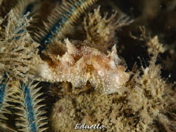 Bruine plooislak, gonedoris castanea by Eduard Bello 
